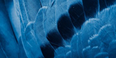 Mavi tüylü güvercin makro fotoğrafı. doku veya arkaplan