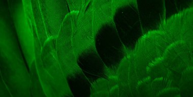 Yeşil tüylü güvercin makro fotoğrafı. doku veya arkaplan