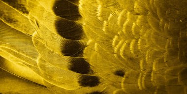 Altın tüy güvercin makro fotoğrafı. doku veya arkaplan