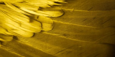 gold feather pigeon macro photo. texture or background