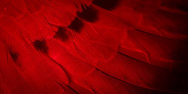 Kırmızı tüylü güvercin makro fotoğrafı. doku veya arkaplan