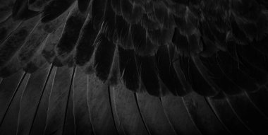 black feather pigeon macro photo. texture or background clipart