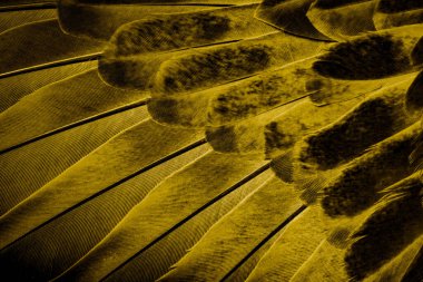 gold feather pigeon macro photo. texture or background