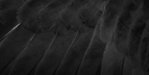 Black Feather Pigeon Macro Photo Texture Background — Stok fotoğraf