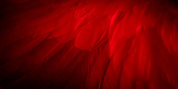 Rouge Plume Pigeon Macro Photo Texture Fond — Photo