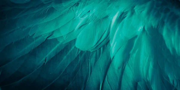 Bleu Plume Pigeon Macro Photo Texture Fond — Photo