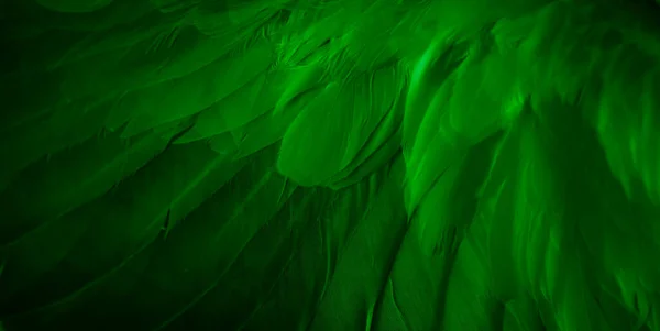 緑の羽根鳩マクロ写真 テクスチャや背景 — ストック写真