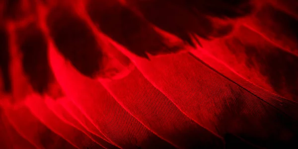 Vörös Toll Galamb Makró Fénykép Textúra Vagy Háttér — Stock Fotó