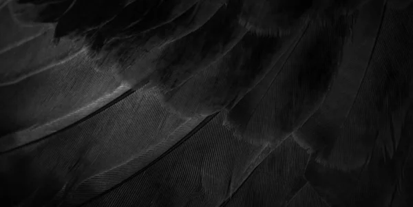 Black Feather Pigeon Macro Photo Texture Background — Stock fotografie