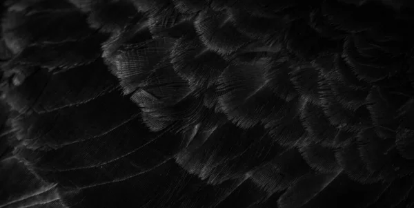 Siyah Tüylü Güvercin Makro Fotoğrafı Doku Veya Arkaplan — Stok fotoğraf