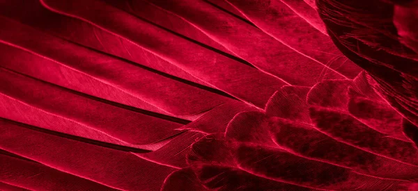 Kırmızı tüylü güvercin makro fotoğrafı. doku veya arkaplan