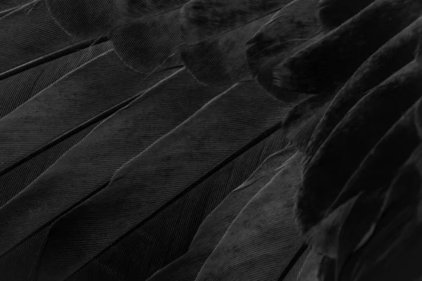 Czarne Pióro Gołąb Makro Zdjęcie Faktura Lub Tło — Zdjęcie stockowe