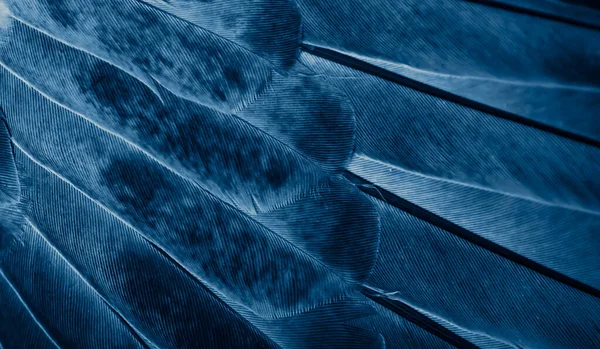 Синій Перо Голуб Макро Фото Текстура Або Фон — стокове фото