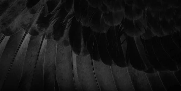 Black Feather Pigeon Macro Photo Texture Background — Zdjęcie stockowe