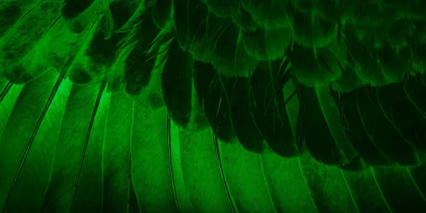 Grön Fjäder Duva Makro Foto Struktur Eller Bakgrund — Stockfoto