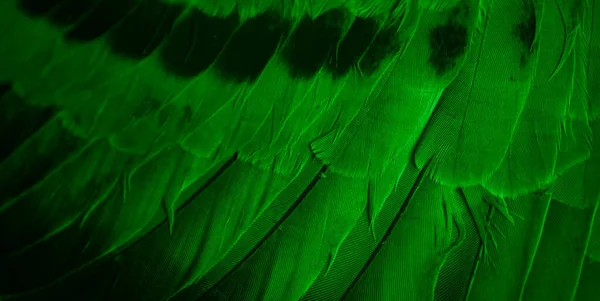 Paloma Plumas Verde Macro Foto Textura Fondo —  Fotos de Stock