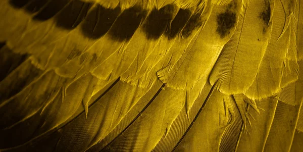 Altın Tüy Güvercin Makro Fotoğrafı Doku Veya Arkaplan — Stok fotoğraf