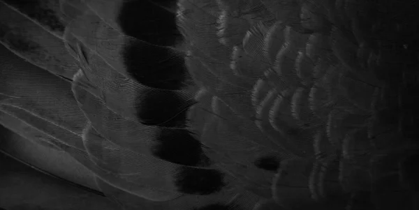 Black Feather Pigeon Macro Photo Texture Background — Photo