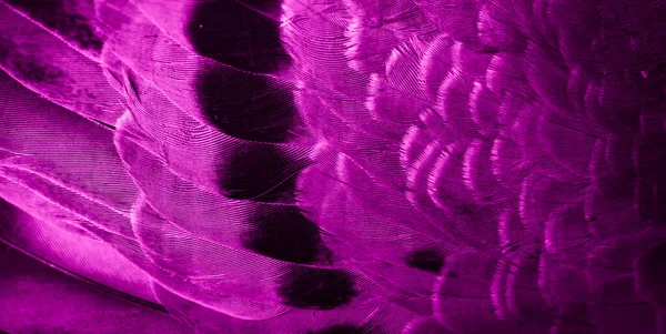 Foto Macro Del Piccione Piuma Viola Texture Sfondo — Foto Stock
