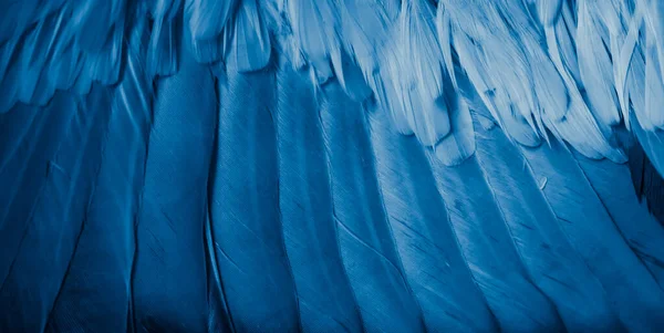 Blauwe Veren Duif Macro Foto Textuur Achtergrond — Stockfoto
