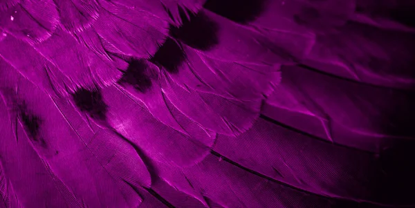 Plume Violette Pigeon Macro Photo Texture Fond — Photo