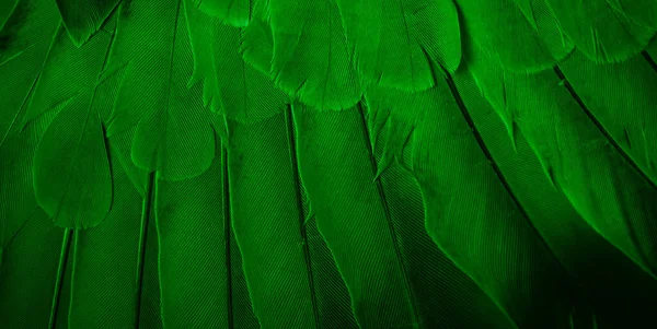 Paloma Plumas Verde Macro Foto Textura Fondo —  Fotos de Stock