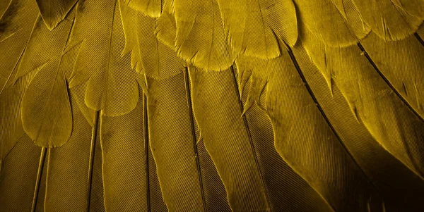 Gold Feather Pigeon Macro Photo Texture Background — ストック写真