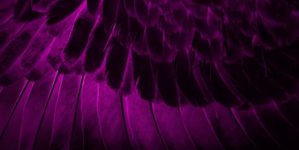 Violett Fjäder Duva Makro Foto Struktur Eller Bakgrund — Stockfoto