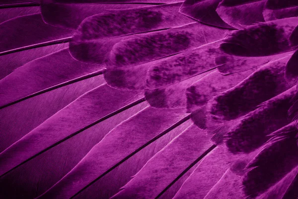 stock image Violet feather pigeon macro photo. texture or background