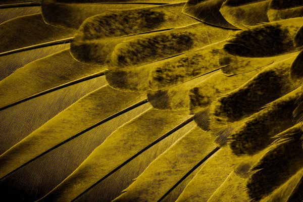 stock image gold feather pigeon macro photo. texture or background