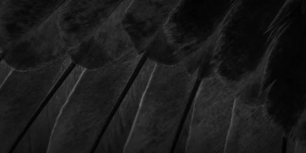 Schwarz Feder Taube Makrofoto Textur Oder Hintergrund — Stockfoto