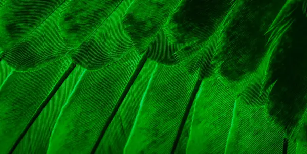 Πράσινο Φτερό Περιστέρι Μακροεντολή Φωτογραφία Υφή Φόντο — Φωτογραφία Αρχείου