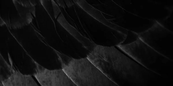 Black Feather Pigeon Macro Photo Texture Background — Foto Stock