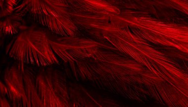 İlginç bir deseni olan kırmızı tüyler. arkaplan