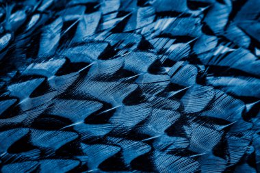 İlginç bir deseni olan mavi tüyler. arkaplan