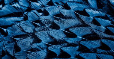 İlginç bir deseni olan mavi tüyler. arkaplan