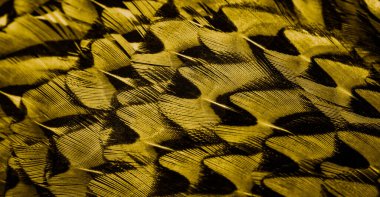 İlginç bir deseni olan altın tüyler. arkaplan