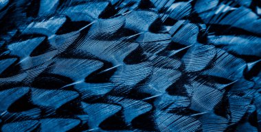 İlginç bir deseni olan mavi tüyler. arkaplan