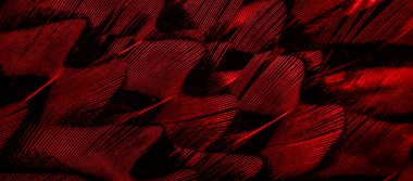 İlginç bir deseni olan kırmızı tüyler. arkaplan