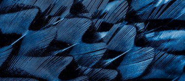 İlginç bir deseni olan mavi tüyler. arkaplan