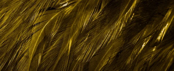 Золотые Перья Интересным Рисунком Фон — стоковое фото