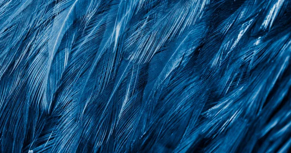 Niebieskie Pióra Ciekawym Wzorem Tło — Zdjęcie stockowe