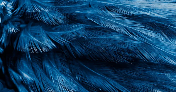 Blauwe Veren Met Een Interessant Patroon Achtergrond — Stockfoto