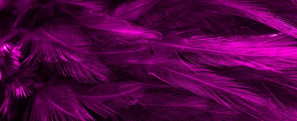 Plumas Violetas Con Patrón Interesante Antecedentes — Foto de Stock