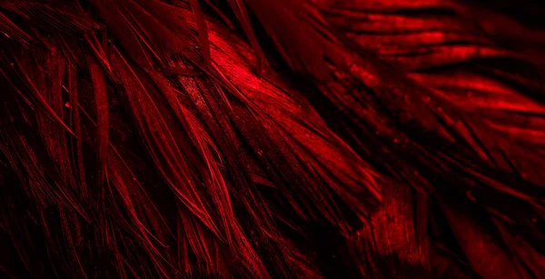 Plumas Rojas Con Patrón Interesante Antecedentes —  Fotos de Stock