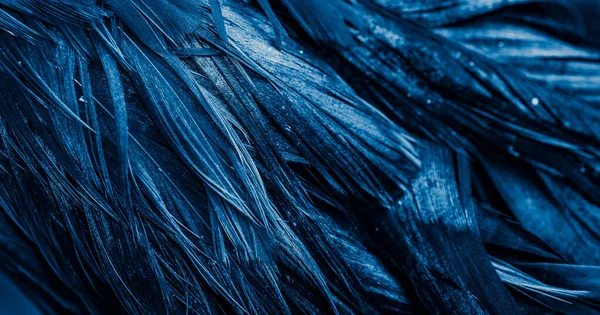面白いパターンの青い羽です — ストック写真