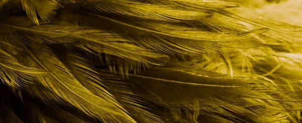 金色的羽毛 图案很有趣 — 图库照片