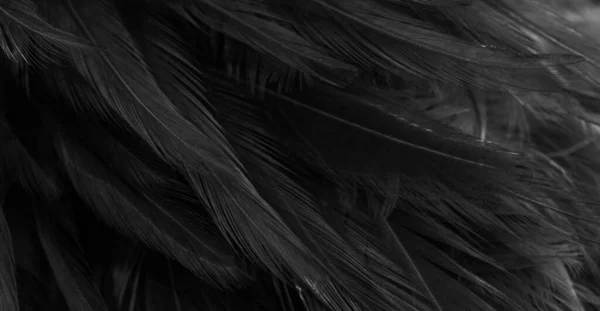 Black Feathers Interesting Pattern Background — Stock Photo, Image