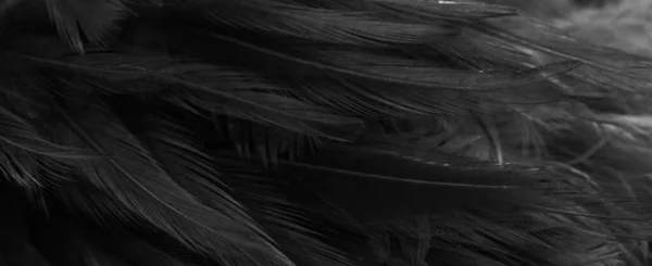 Svarta Fjädrar Med Ett Intressant Mönster Bakgrund — Stockfoto