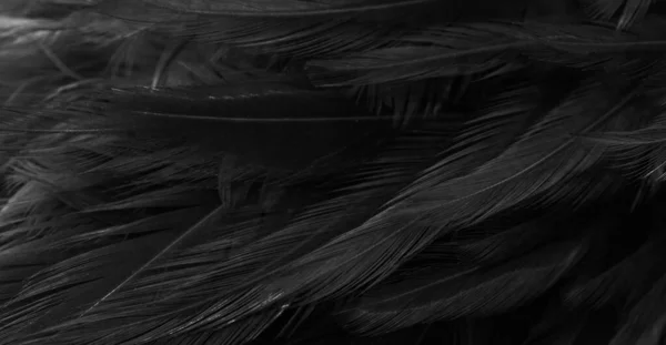黑色羽毛 图案很有趣 — 图库照片